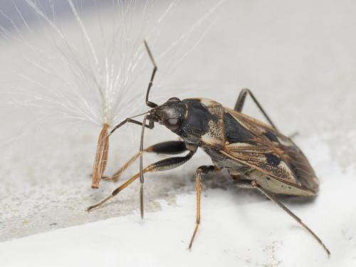 Réf. 343 416 : Rhyparochromus vulgaris