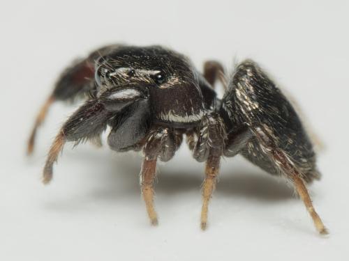Sibianor aurocinctus
