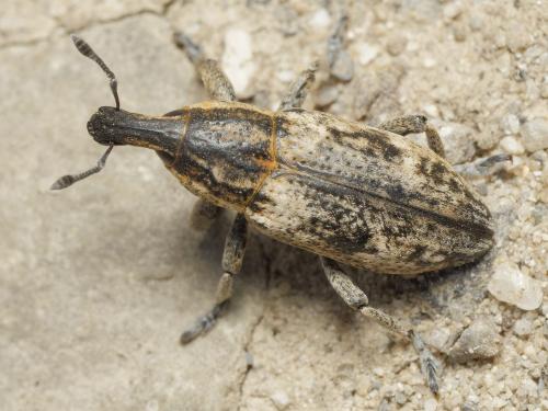 Réf. 343 137 : Mecaspis alternans