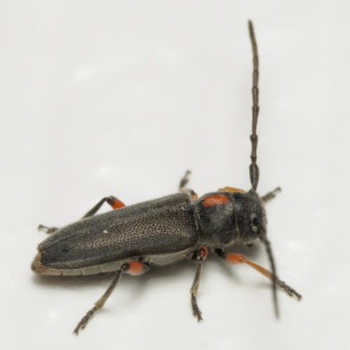 Réf. 343 469 : Phytoecia pustulata