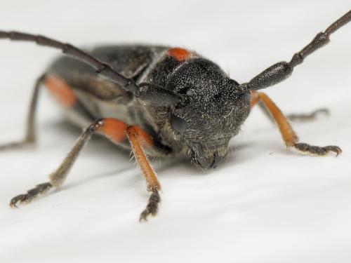 Phytoecia pustulata