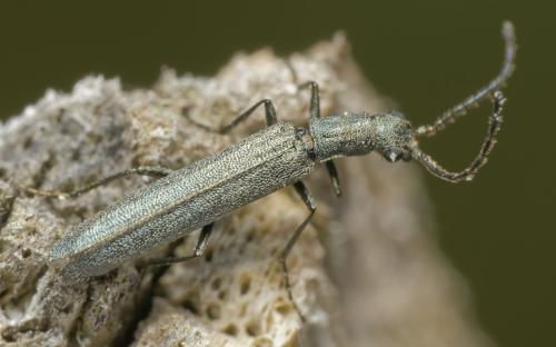 Réf. 343 280 : Dolichosoma lineare