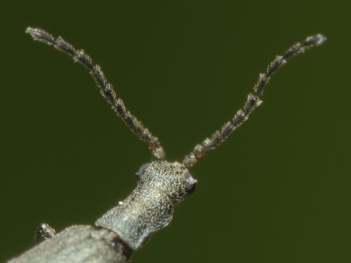 Réf. 343 281 : Dolichosoma lineare