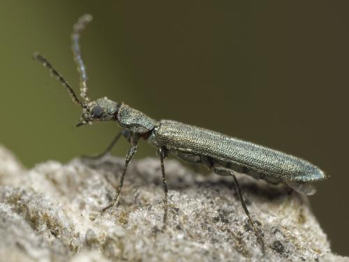Réf. 343 279 : Dolichosoma lineare