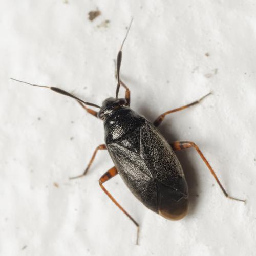 Réf. 343 474 : Capsus ater