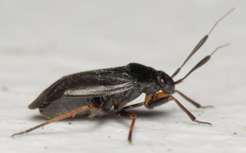 Réf. 343 473 : Capsus ater