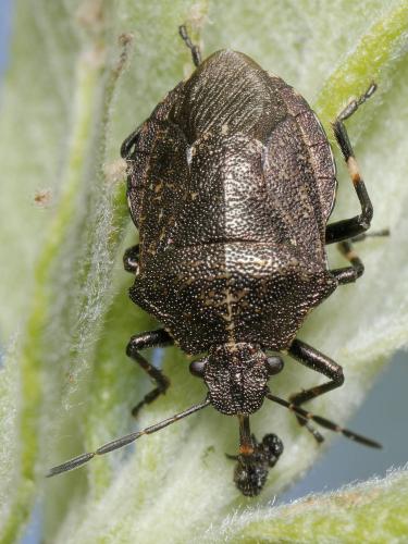 Réf. 343 704 : Rhacognathus punctatus