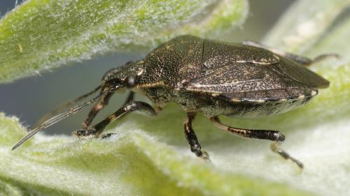 Réf. 343 705 : Rhacognathus punctatus