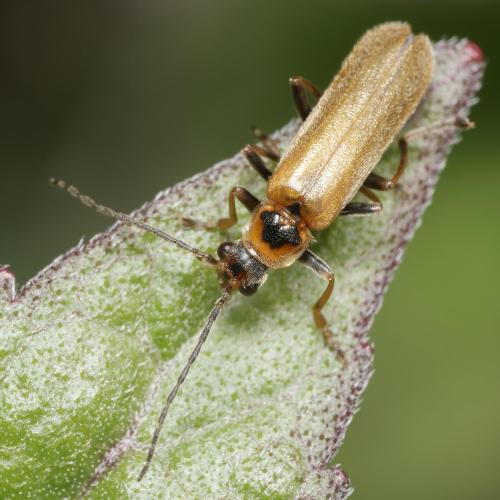 Réf. 343 689 : Cantharis figurata