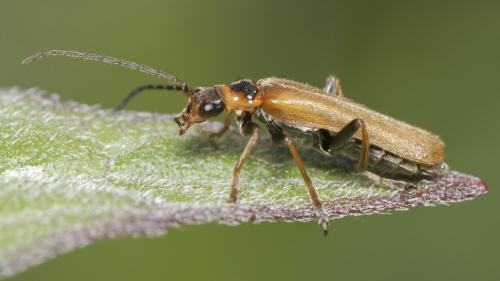 Réf. 343 688 : Cantharis figurata