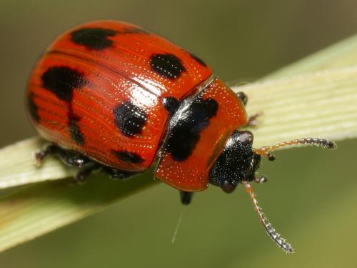 Gonioctena decemnotata