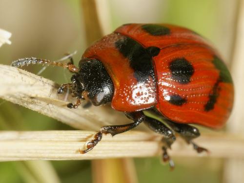 Gonioctena decemnotata