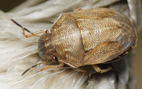 Réf. 343 935 : Neottiglossa pusilla