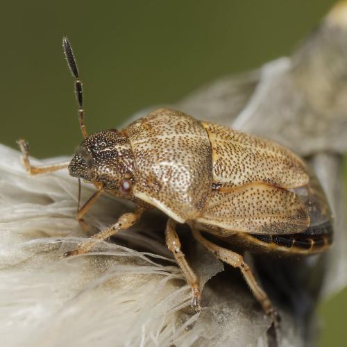Réf. 343 936 : Neottiglossa pusilla