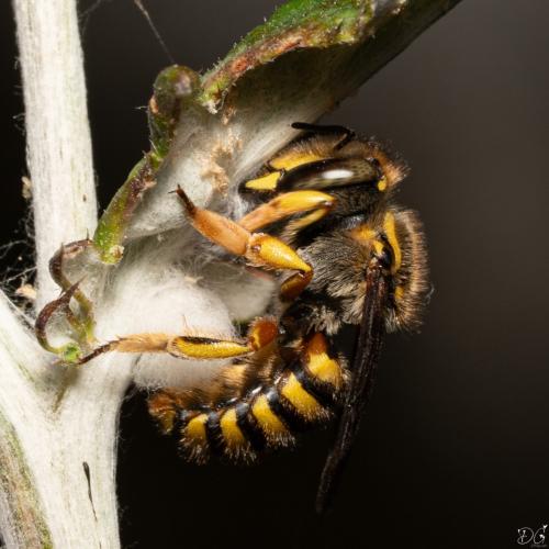Réf. 343 020 : Anthidium manicatum