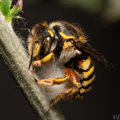 Réf. 343 019 : Anthidium manicatum