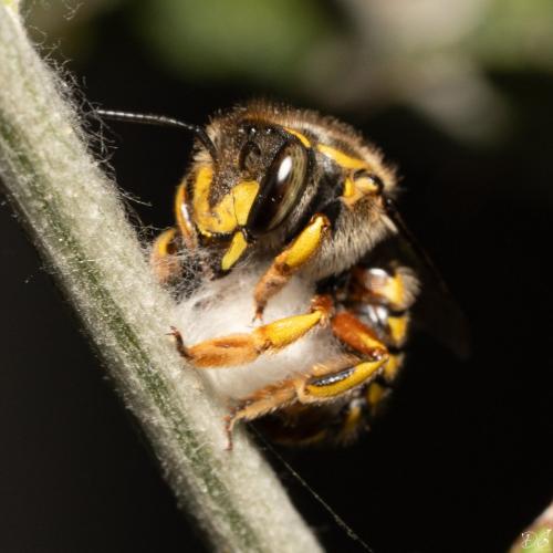 Réf. 343 021 : Anthidium manicatum