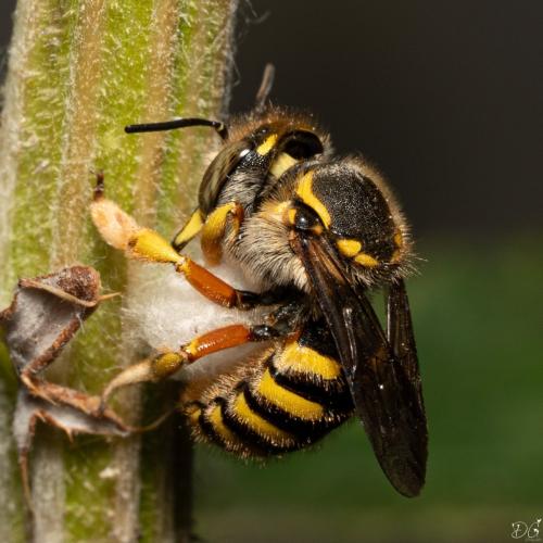 Anthidium manicatum