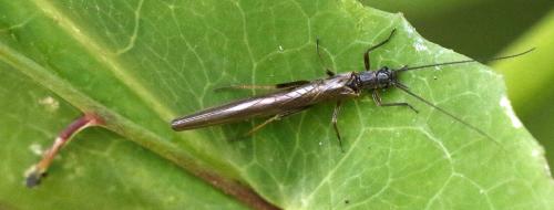 Leuctra sp.