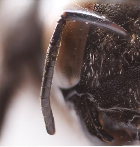 Xylocopa valga