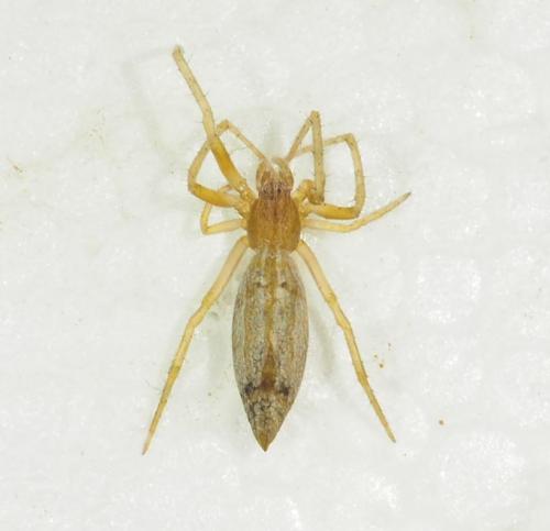Eustala sp.