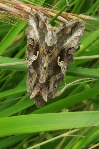 Réf. 343 830 : Autographa gamma