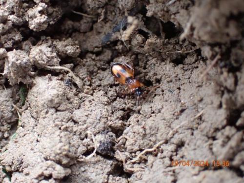 Réf. 343 310 : Badister sp.