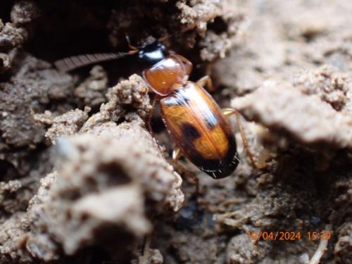 Réf. 343 312 : Badister sp.