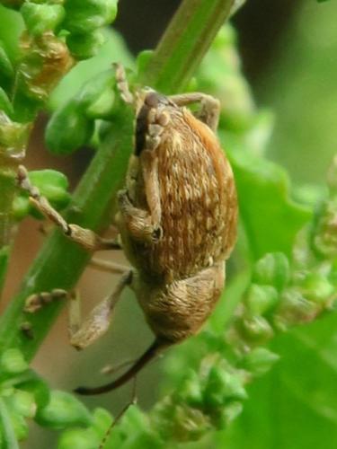 Réf. 343 005 : Curculio sp.