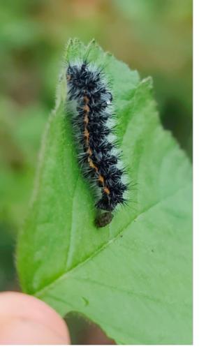Saturnia pavonia