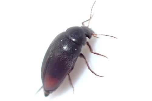 Eucinetus haemorrhoidalis
