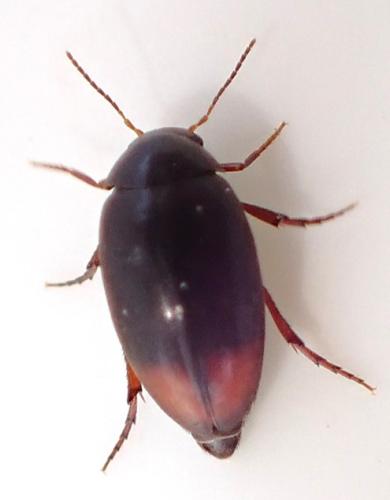 Eucinetus haemorrhoidalis