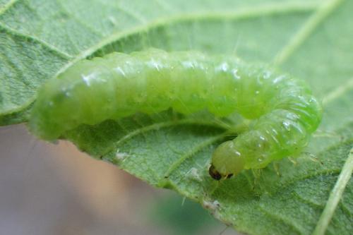 Réf. 343 127 : Pleuroptya ruralis