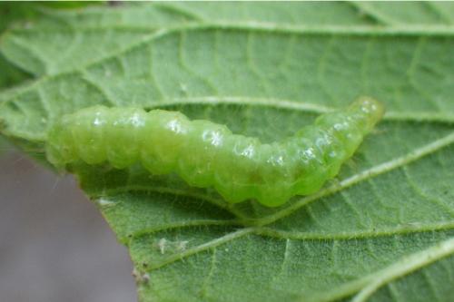 Pleuroptya ruralis