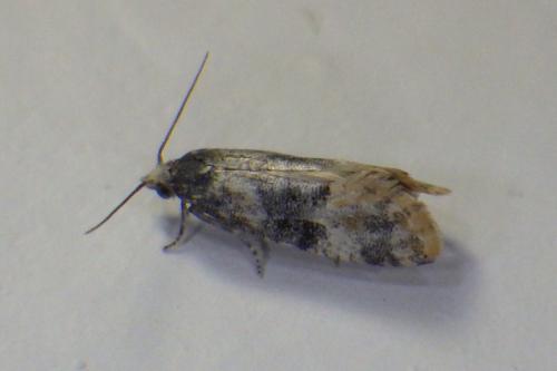 Réf. 343 128 : Cochylis nana