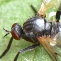 Rhamphomyia erythrophthalma