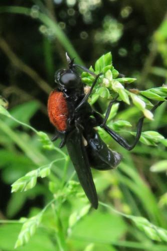 Clitellaria ephippium