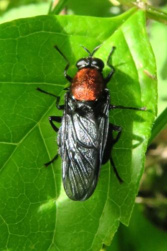 Clitellaria ephippium