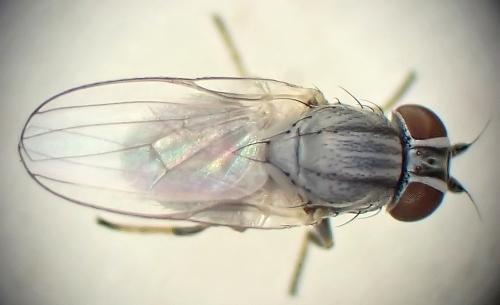 Leucopis sp.
