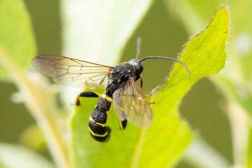 Metopius sp.