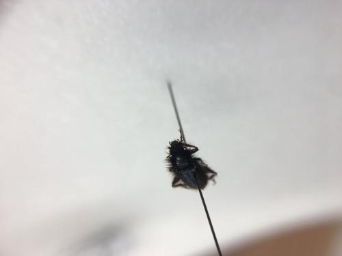 Enicopus sp.