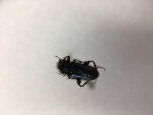 Enicopus sp.