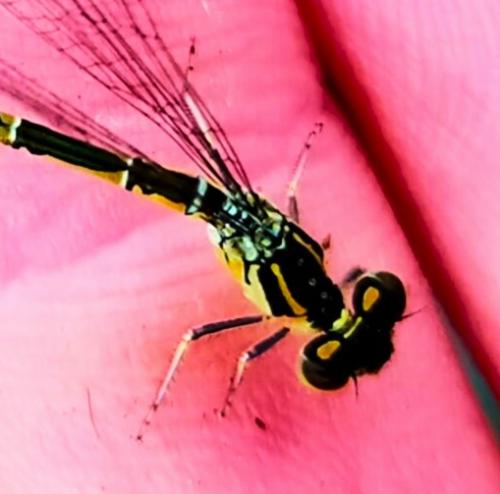 Coenagrion sp.