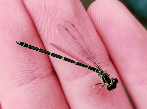 Réf. 343 851 : Coenagrion sp.