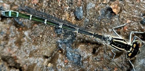 Réf. 343 850 : Coenagrion sp.