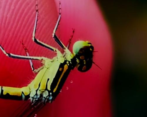 Coenagrion sp.
