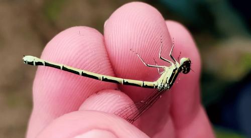 Coenagrion sp.