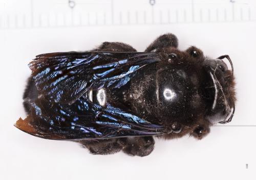 Xylocopa valga