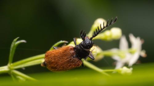 Drilus flavescens