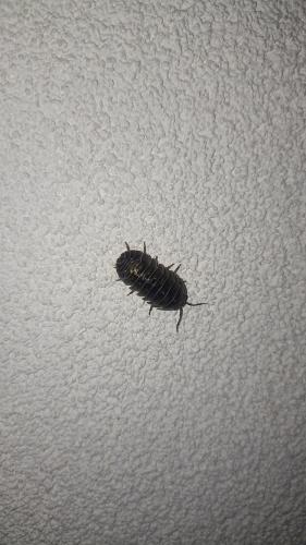Armadillidium sp.